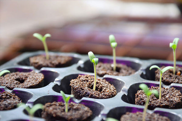 QROOT hydroponic garden system close-up