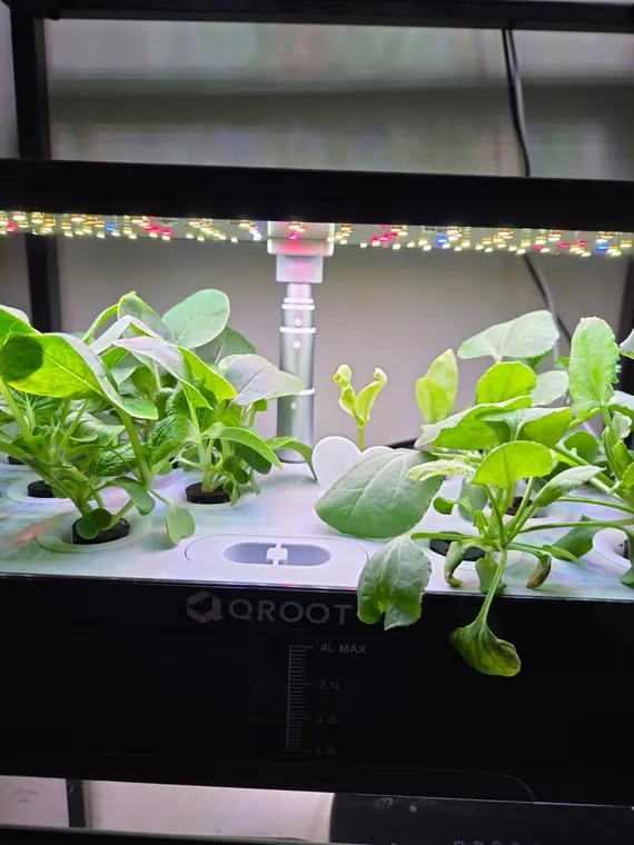 Close-up of fresh lettuce grown in a QROOT pod