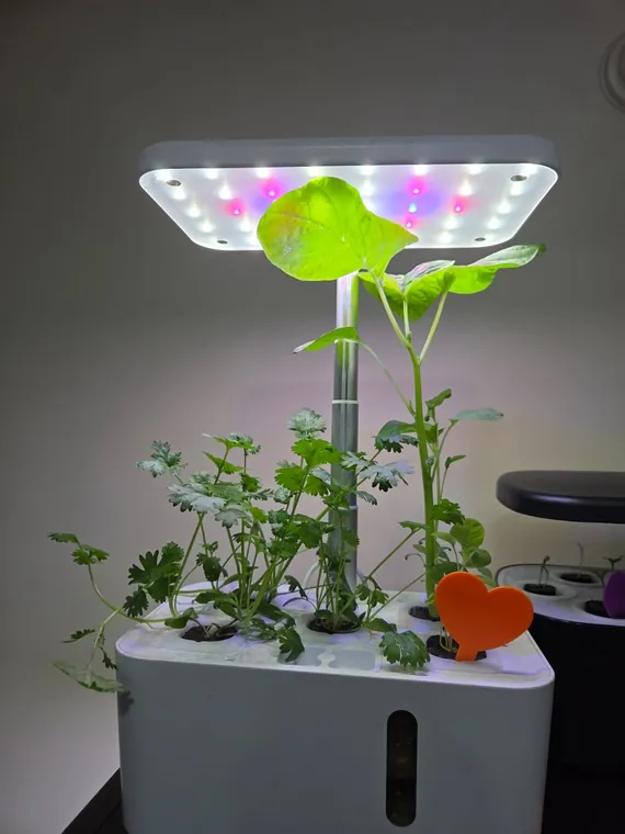 A QROOT garden full of leafy herbs under its grow light