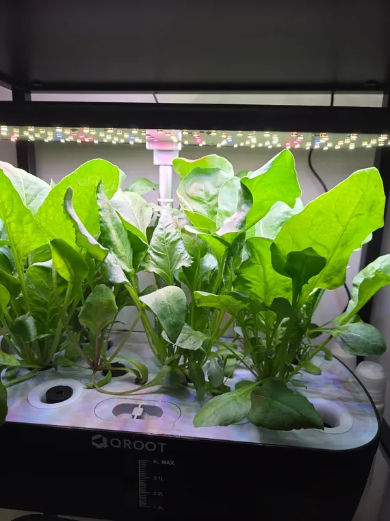 Hand harvesting greens from a QROOT countertop garden