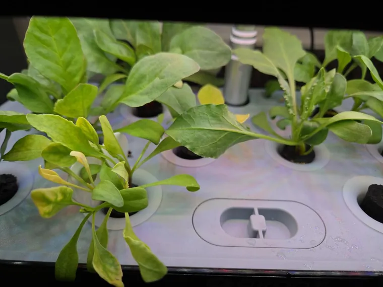 Mixed herbs and salad leaves grown at home in QROOT