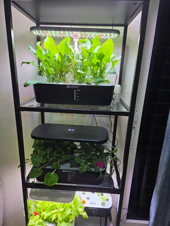 Rocket and greens filling out a QROOT pod tray
