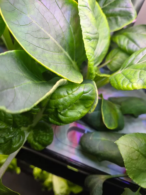 A thriving QROOT hydroponic garden in a real kitchen