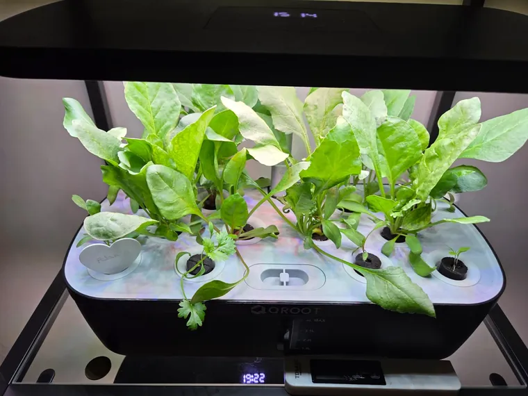 Home-grown greens harvested from a QROOT garden