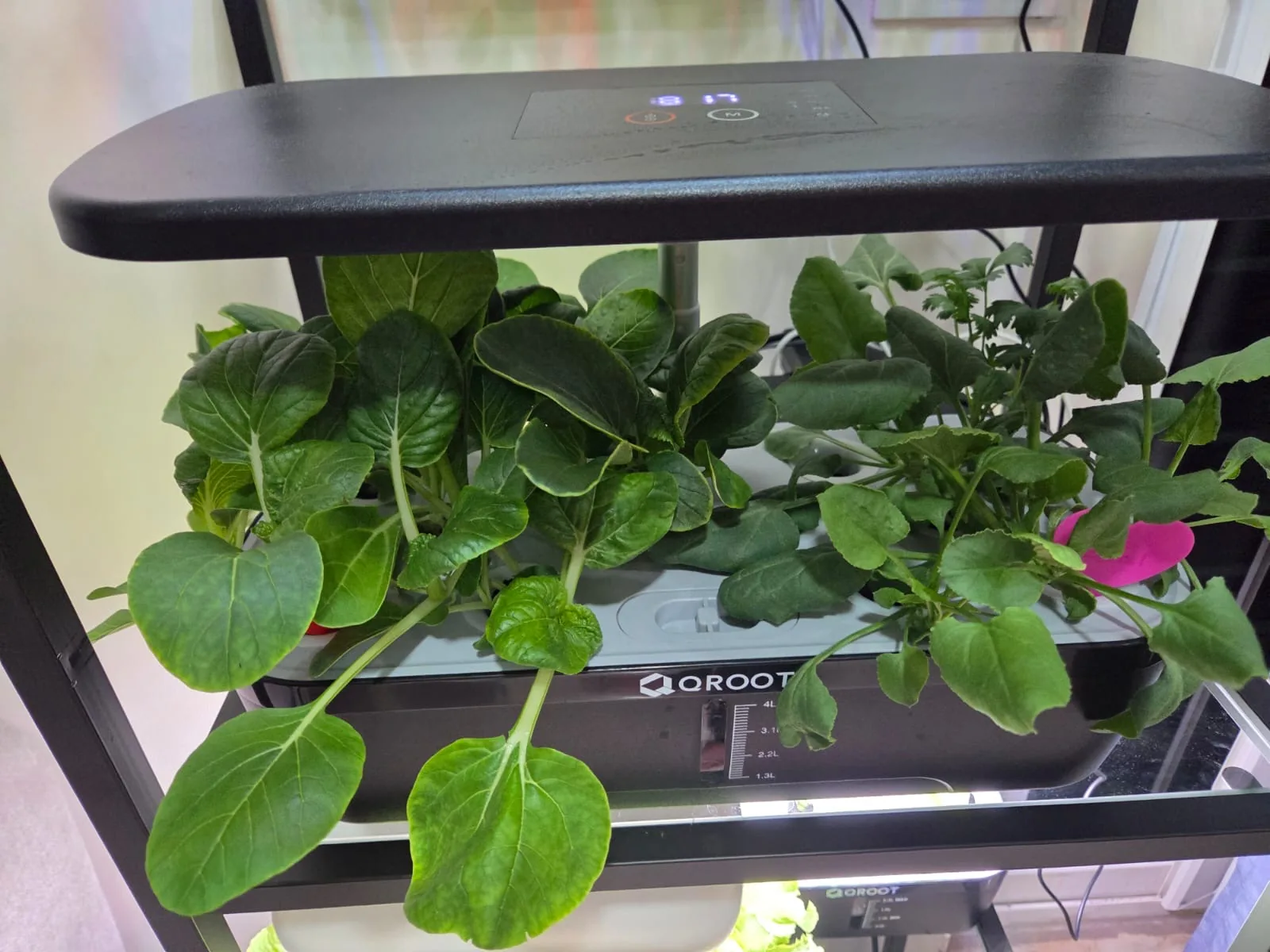 QROOT hydroponic garden growing fresh greens at home