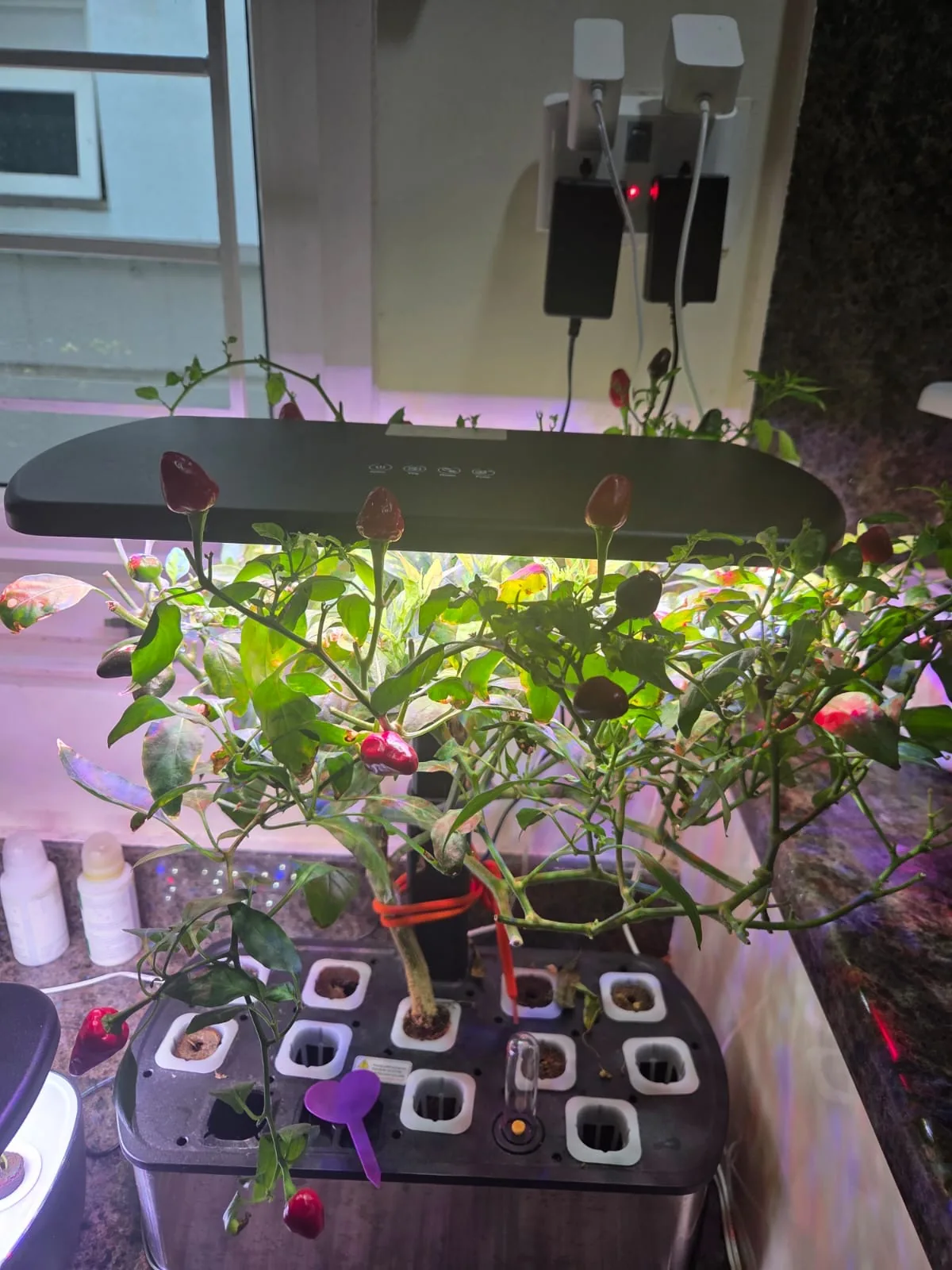 QROOT hydroponic garden growing fresh greens at home