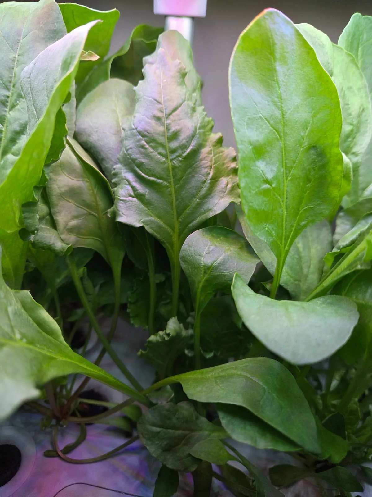 QROOT hydroponic garden growing fresh greens at home