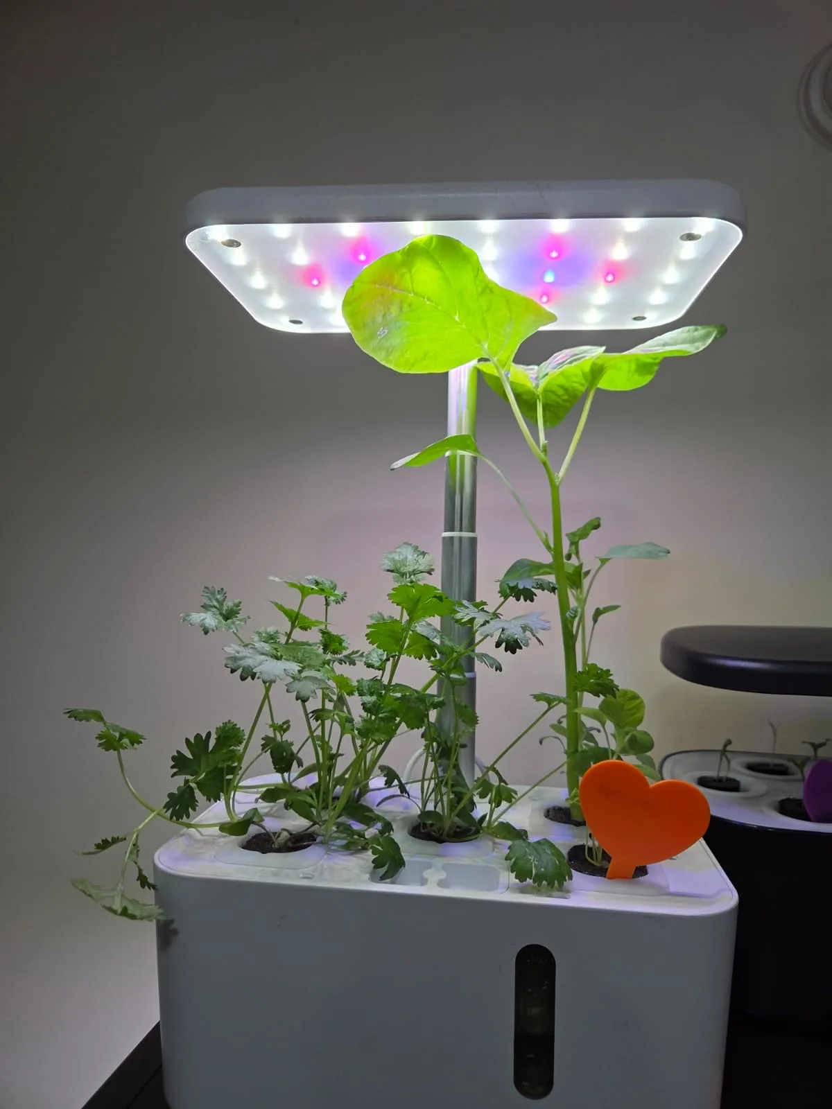 QROOT hydroponic garden growing fresh greens at home