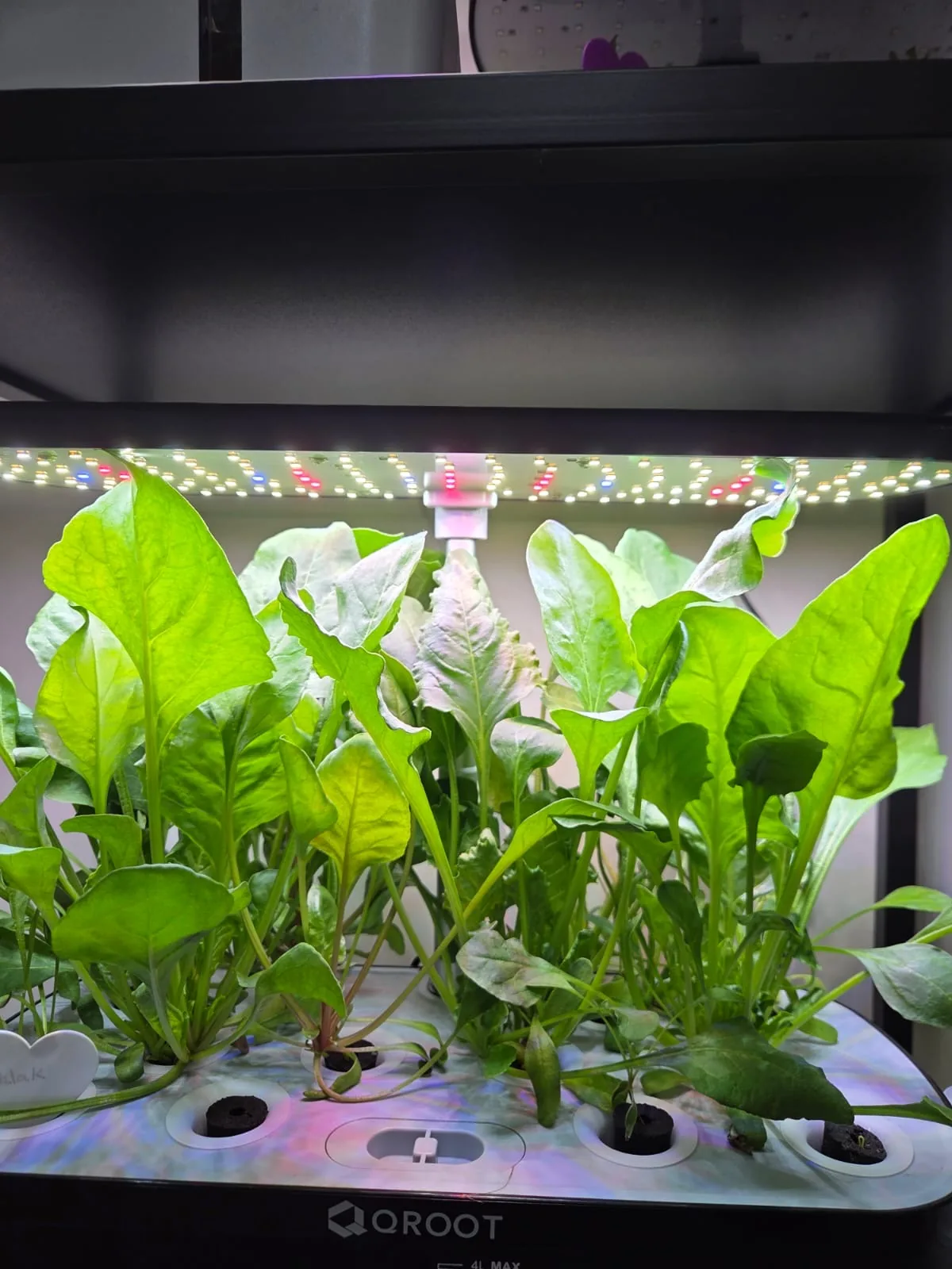 QROOT hydroponic garden growing fresh greens at home