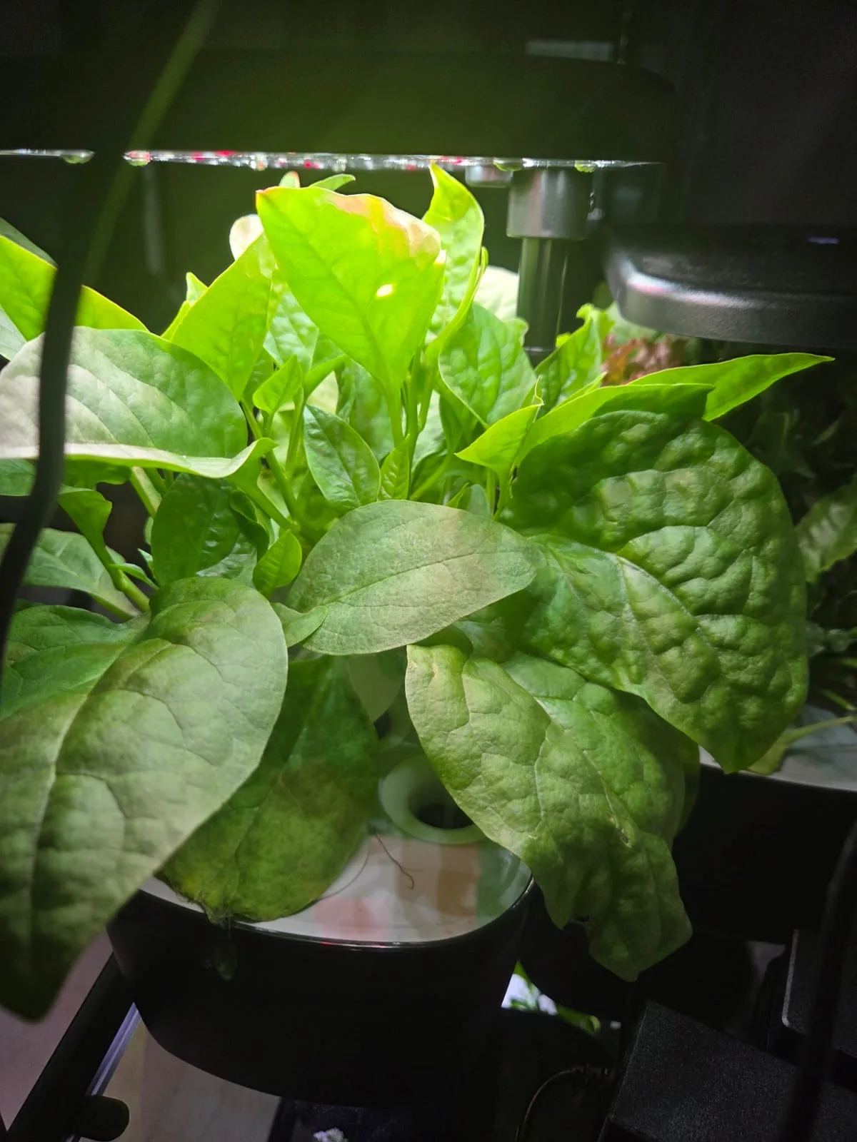 QROOT hydroponic garden growing fresh greens at home