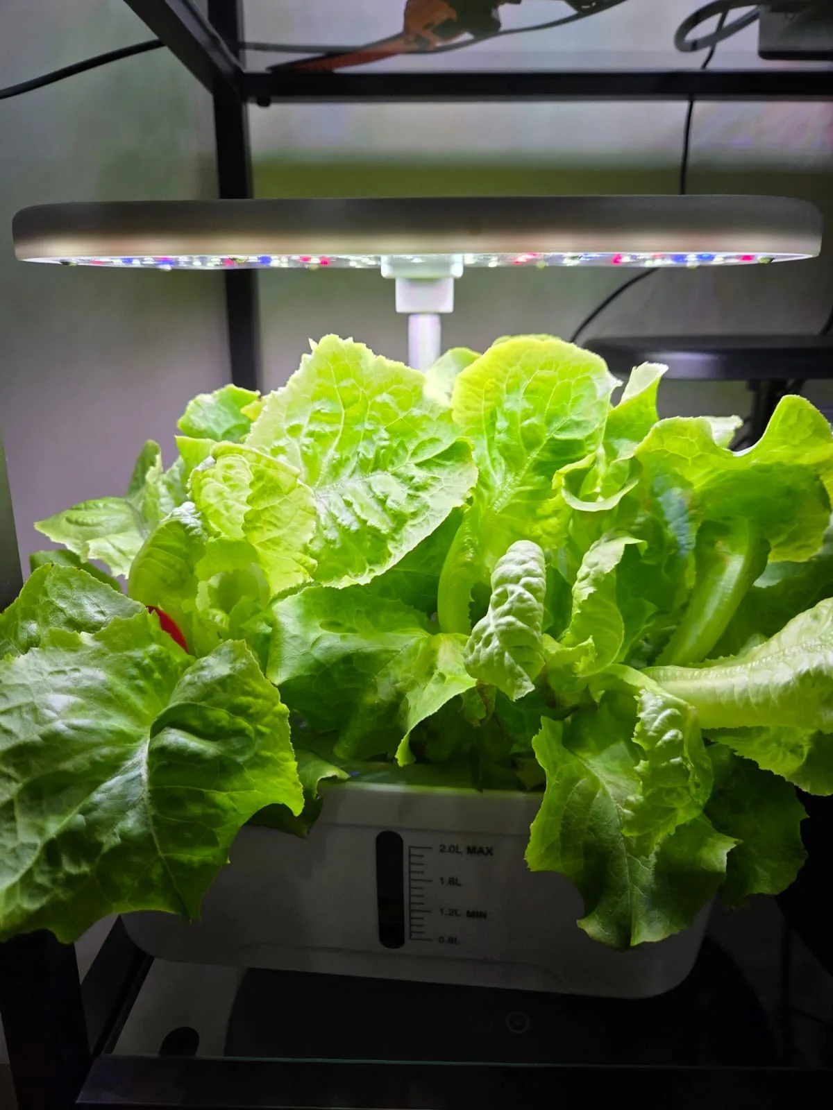 QROOT hydroponic garden growing fresh greens at home
