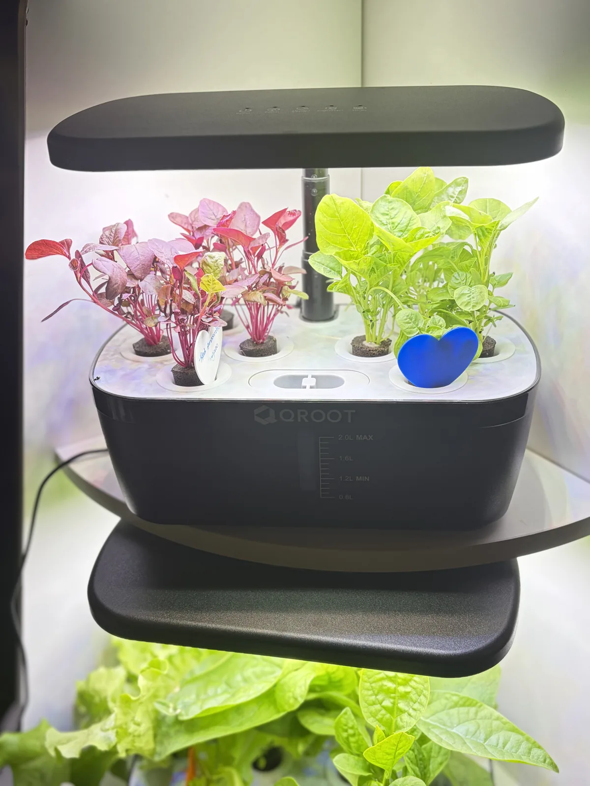 QROOT hydroponic garden growing fresh greens at home