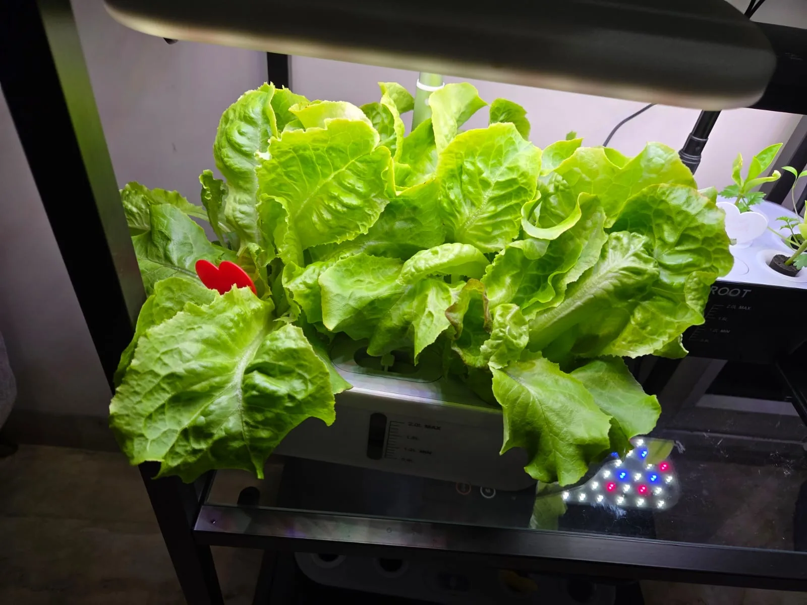 QROOT hydroponic garden growing fresh greens at home